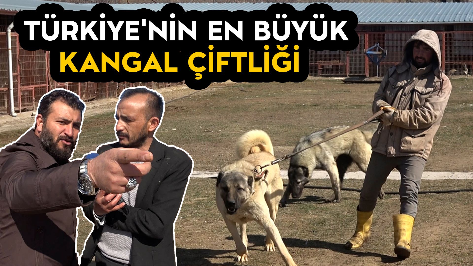 Türkiye'nin En Büyük Kangal Çiftliği